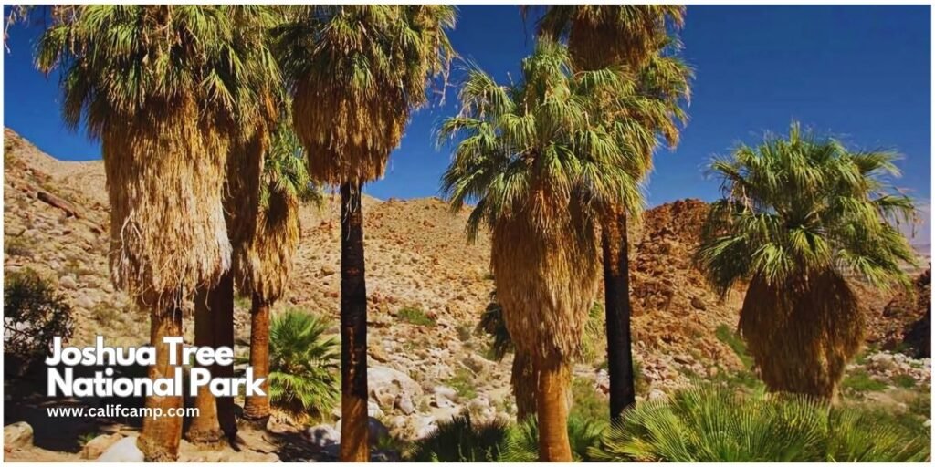 Joshua Tree National Park campground in California