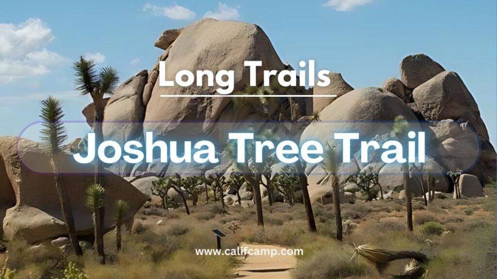 Joshua Tree Trails