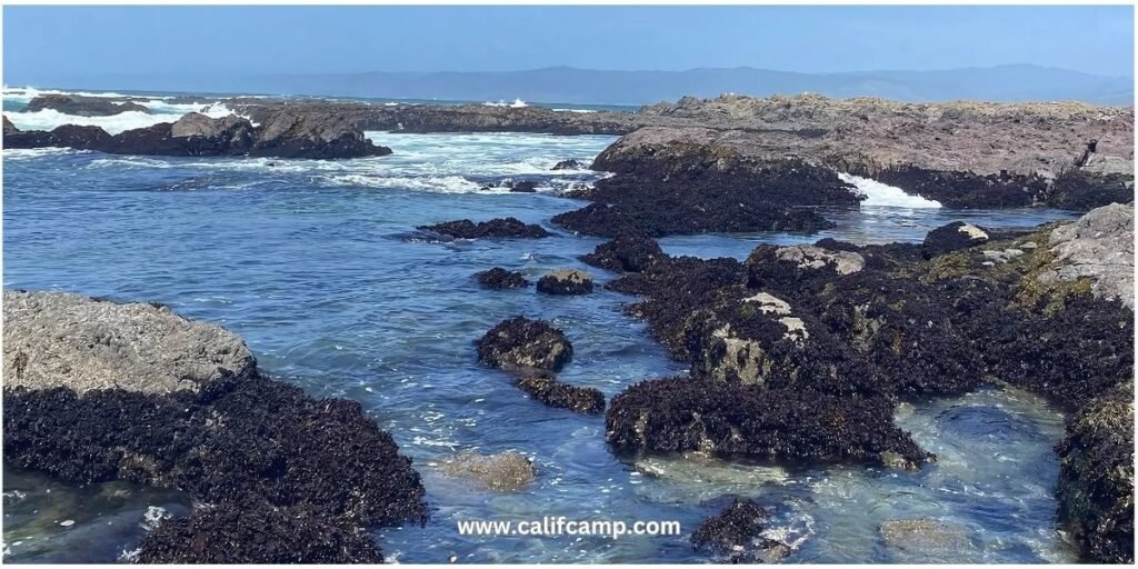 MacKerricher State Park beach