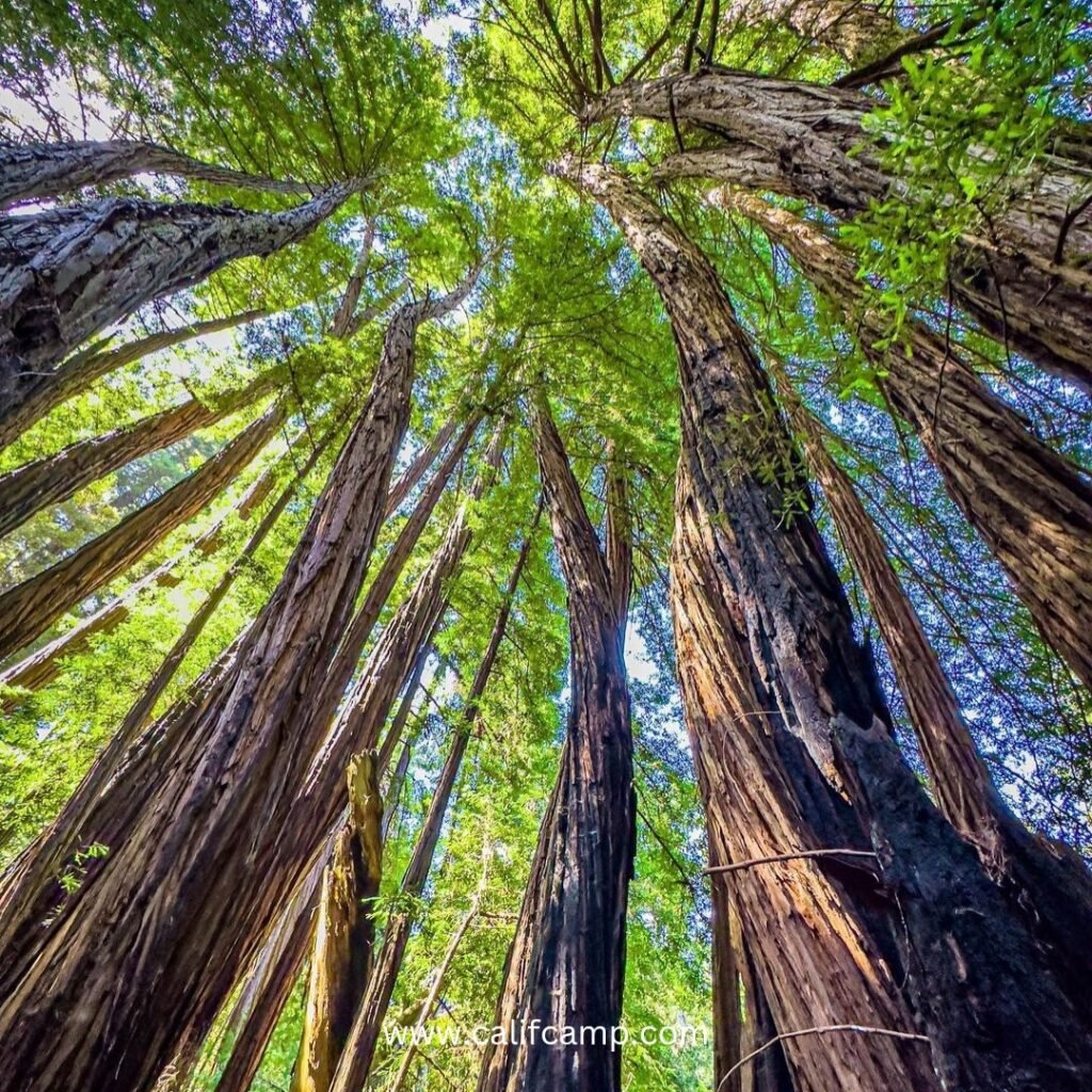 Nisene Marks State Park